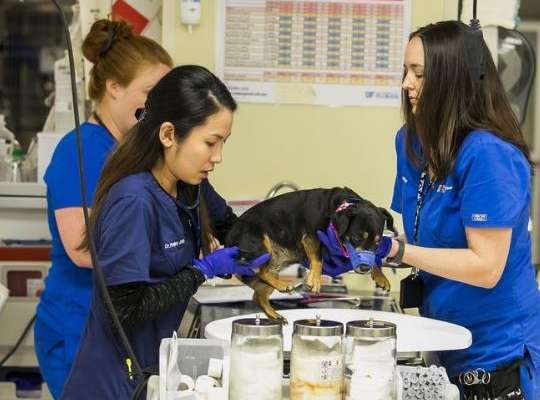 Best Vet Schools in Florida